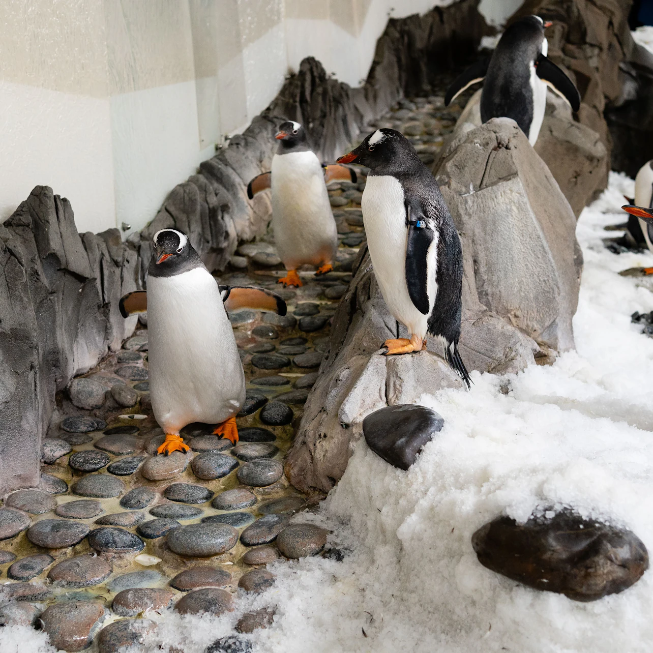 SEA LIFE Melbourne Aquarium: Entry Ticket in Melbourne β Tiqets