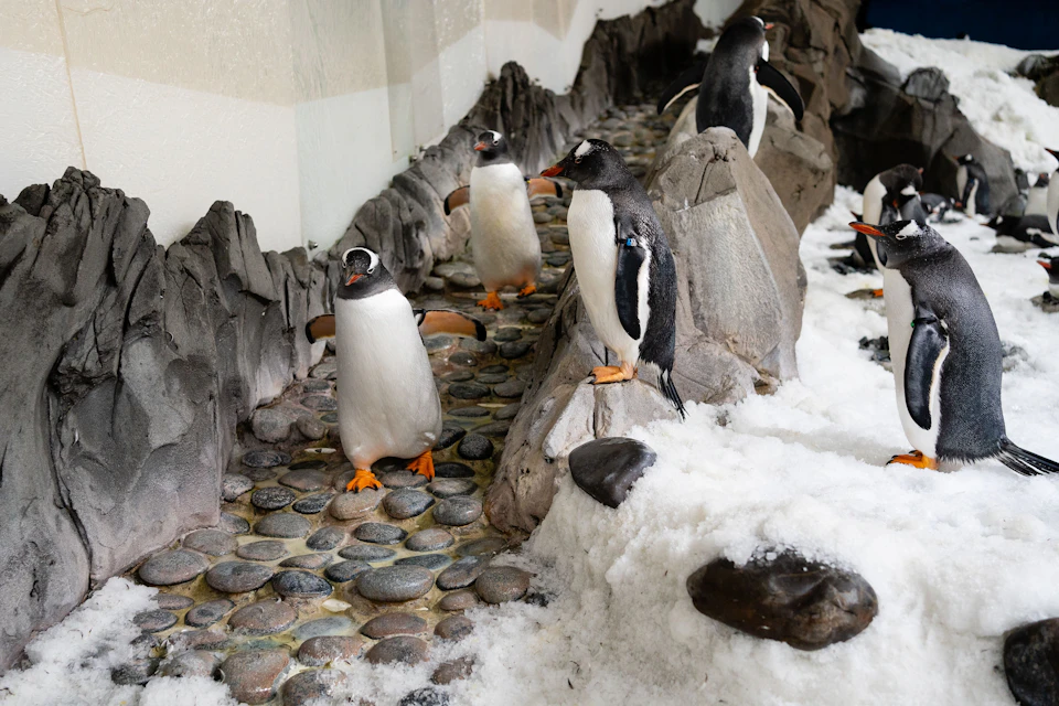Penguins standing on rocks and snow in an indoor habitat, with a rocky background.