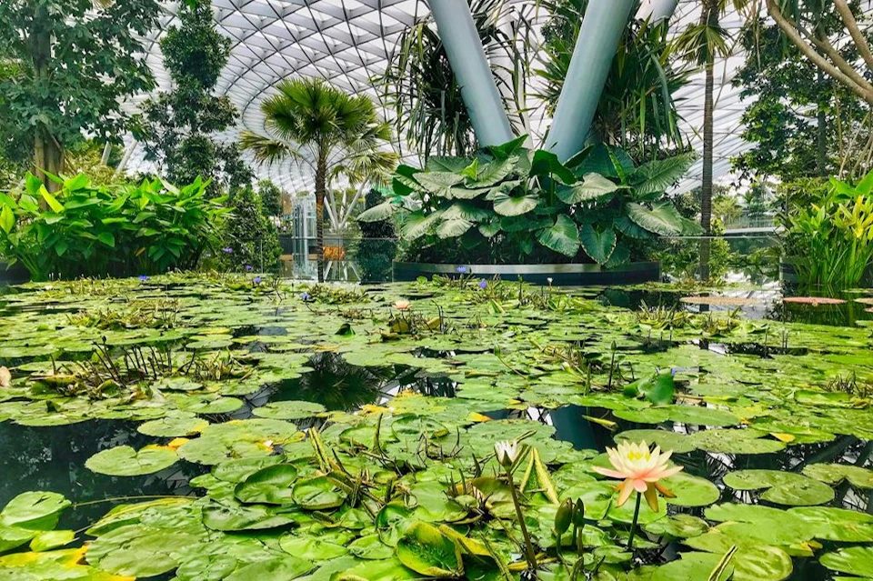 Lotus Pond