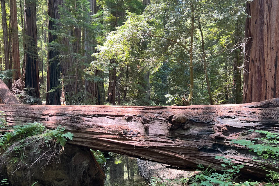 Armstrong Woods