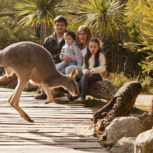 Bioparque Temaikèn: entrada e transporte a partir de Buenos Aires - Photo 7