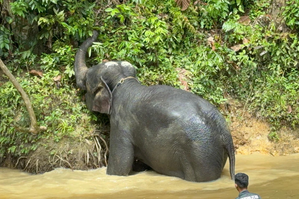 A baby elephant stands partially in muddy water, reaching up to greenery on a riverbank. A person observes from the right.