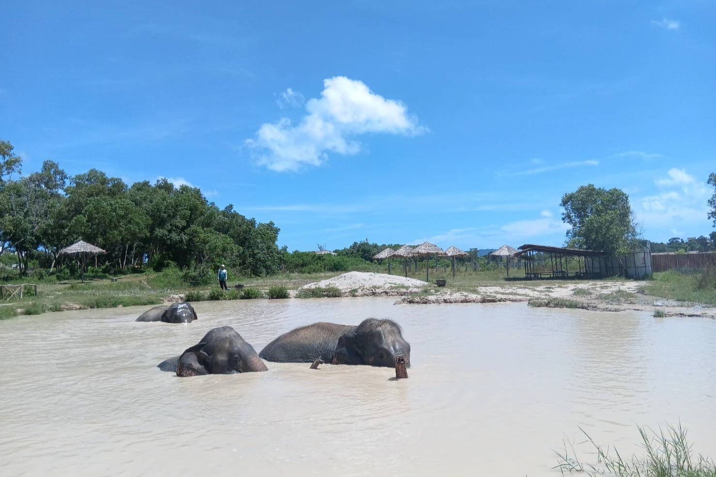 Три слона, купающиеся в грязном пруду с деревьями, маленькими хижинами, и человек, стоящий на заднем плане под ясным голубым небом.