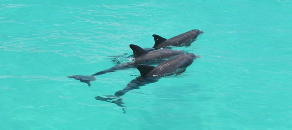 Three dolphins swimming together in clear turquoise water.