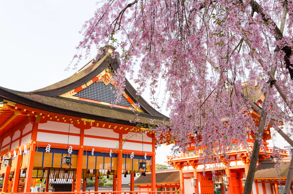 Traditional Japanese shrine with orange and white architecture, adorned with cherry blossoms in bloom.