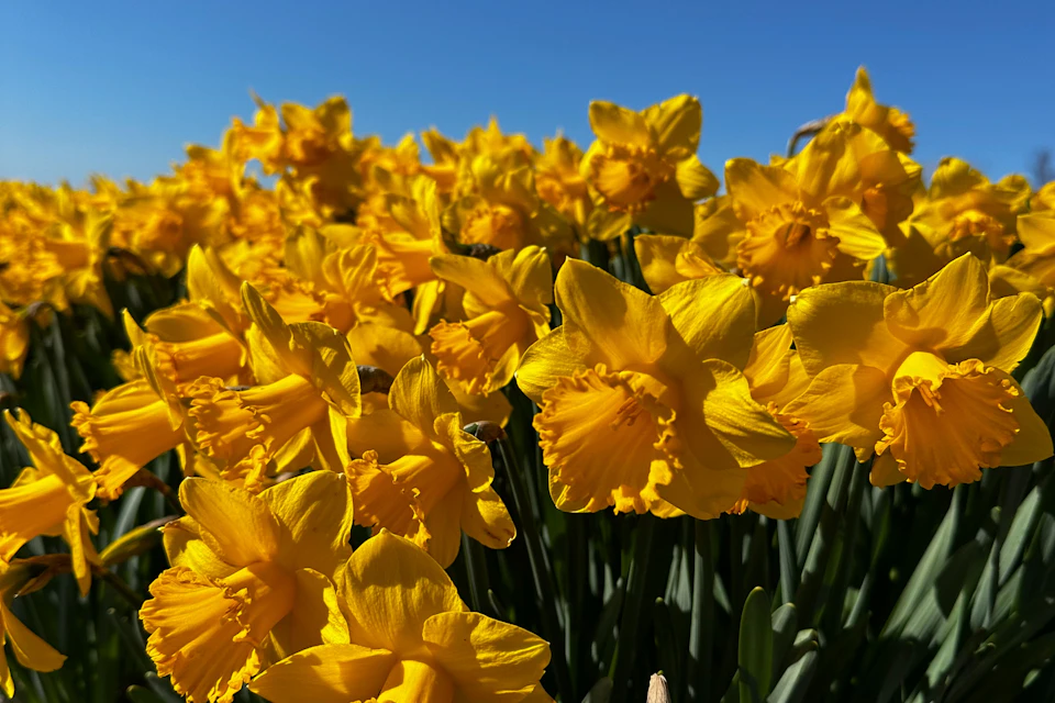 The seasonn starts with Daffodils
