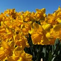 The seasonn starts with Daffodils