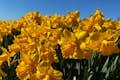The seasonn starts with Daffodils