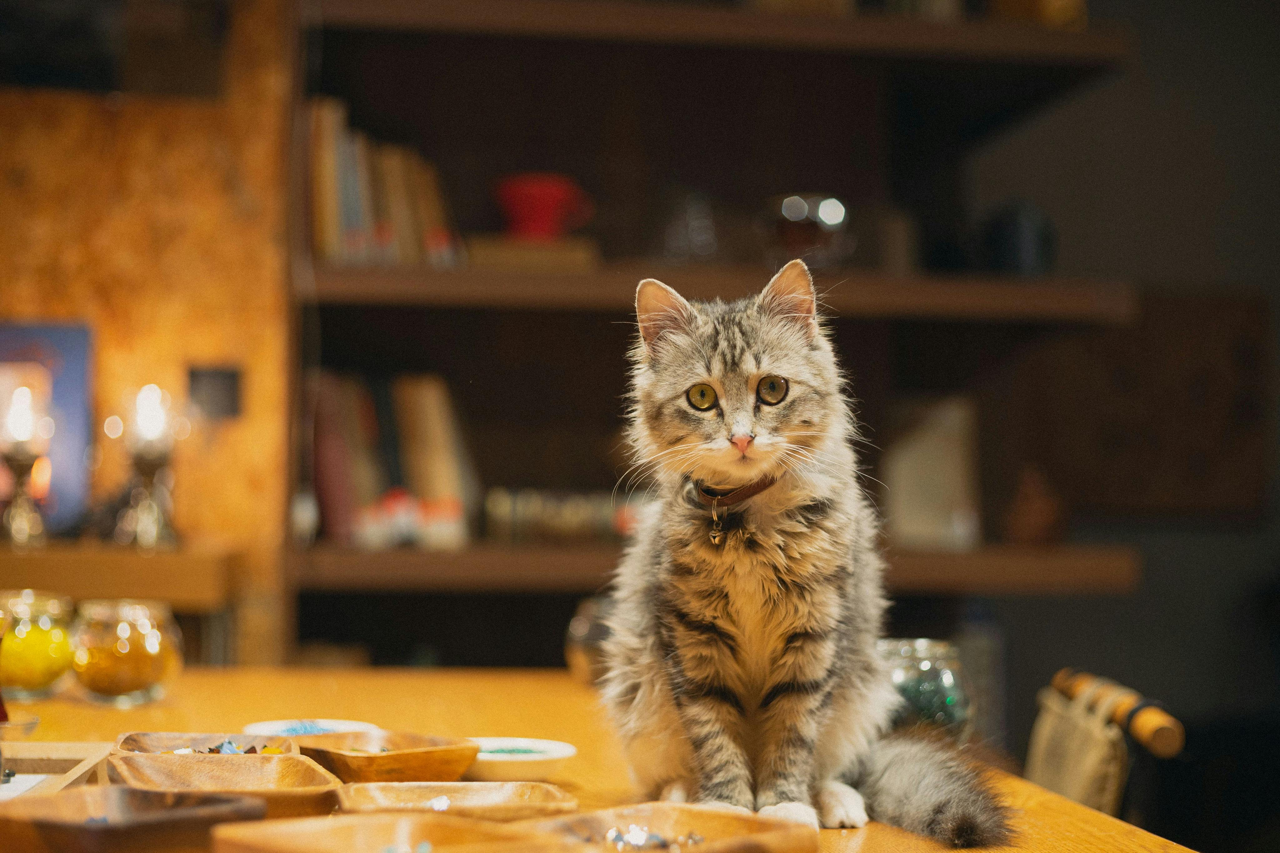 供应商的猫（ Crep ）坐在舒适工坊的木桌上，周围是马赛克材料。