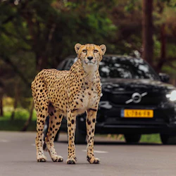 Safaripark Beekse Bergen 5