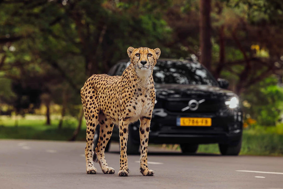 Car Safari