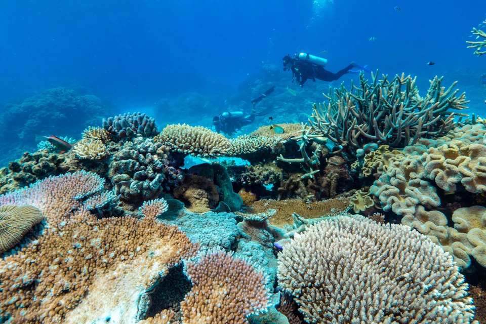Coral reef under clear blue water with various types of corals and three divers swimming in the background.