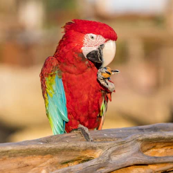Parrot World: Day Ticket