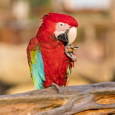 Billets pour Parrot World à Crécy-la-Chapelle