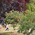 フィローリ果樹園の果樹の間を歩く子供