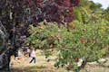 Barn går mellan fruktträd i Filolis fruktträdgård