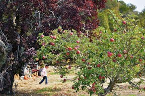 Un bambino cammina tra gli alberi da frutto nel frutteto di Filoli