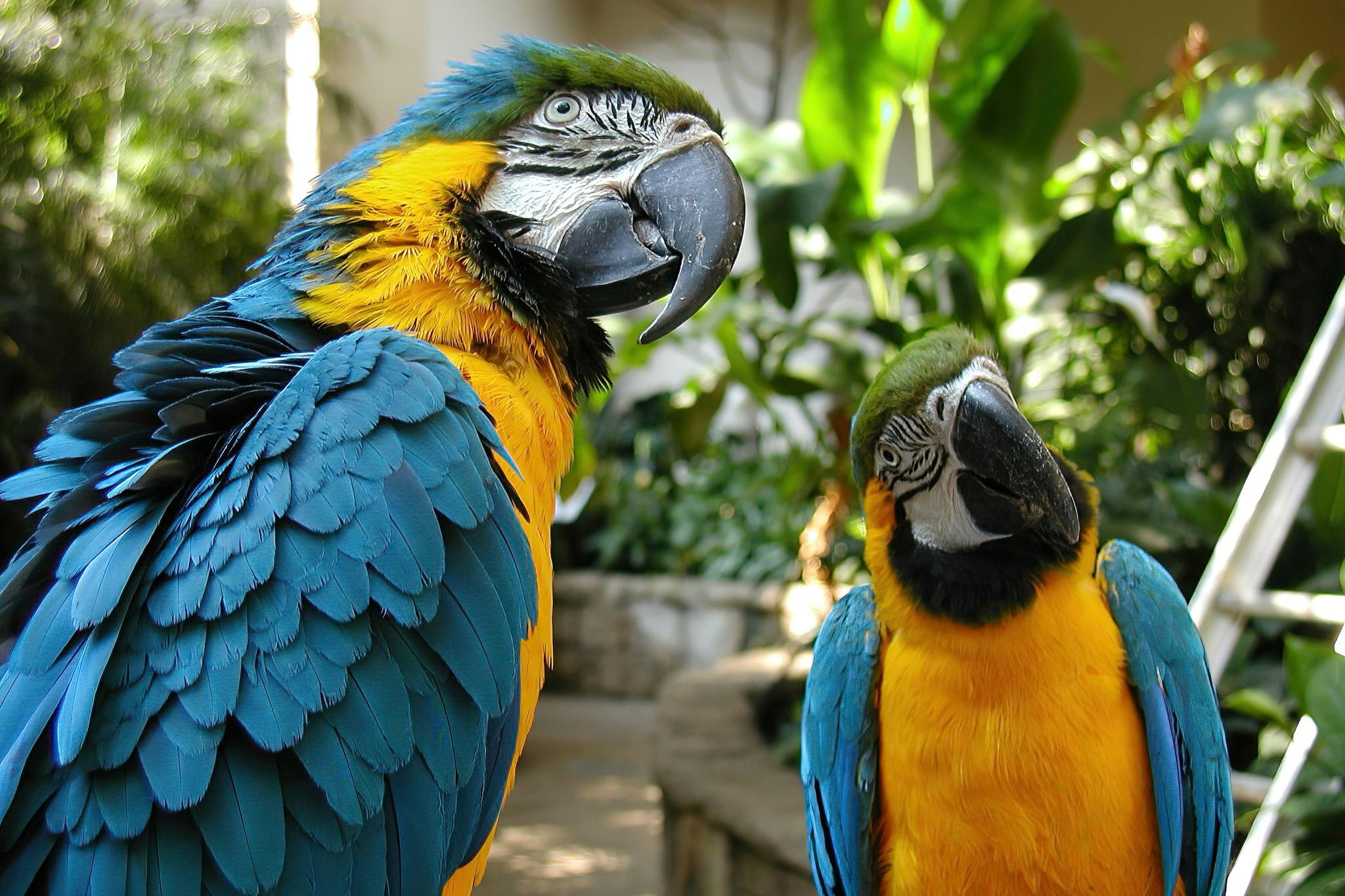 녹음이 우거진 푸른 녹지 앞에 앉아 있는 블루 마코와 골드 마코 두 마리