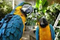 Two Blue and Gold Macaws sitting in front of lush greenery