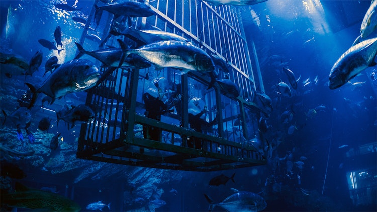 Dubai Aquarium & Underwater Zoo: Entry Ticket Ticket - 2