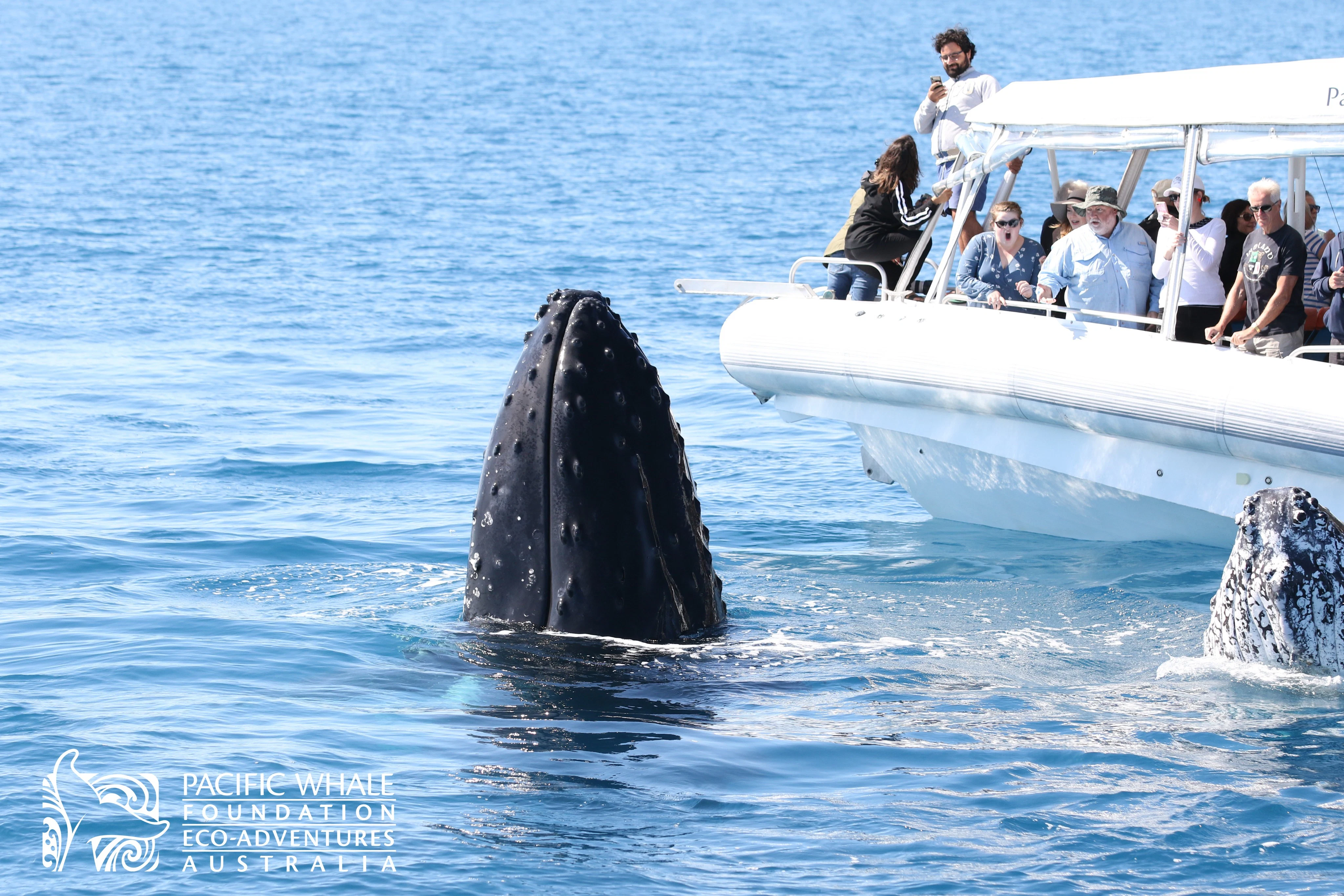 Hervey Bay: Guided Whale Watching Cruise + Snack & Drink