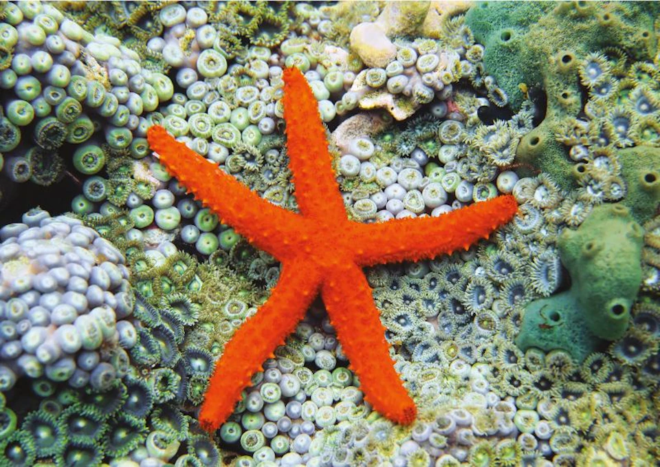 Bright orange starfish on a colourful coral reef with various shades of green and blue.