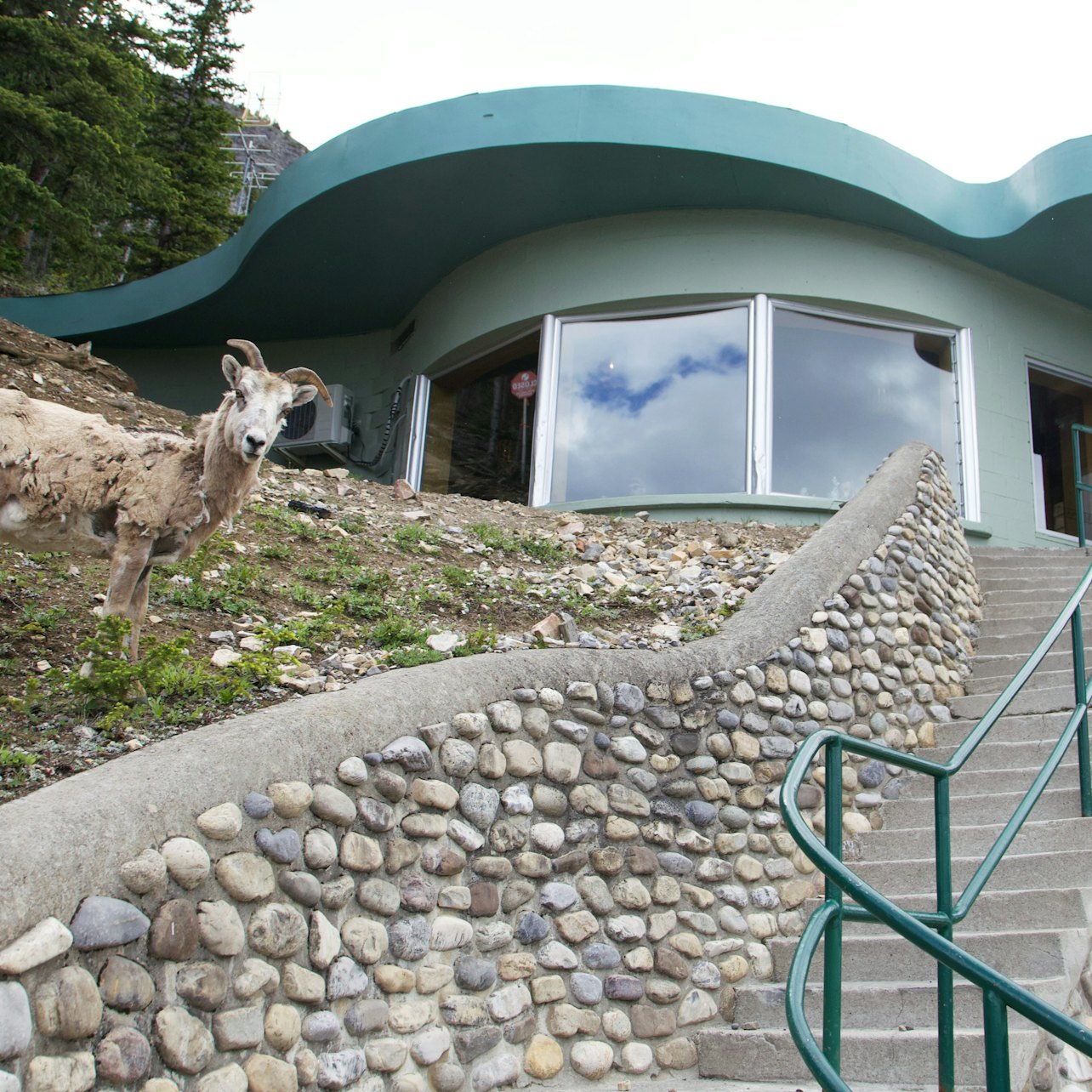 Banff: Seggiovia turistica del Monte Norquay - Alloggi in Banff