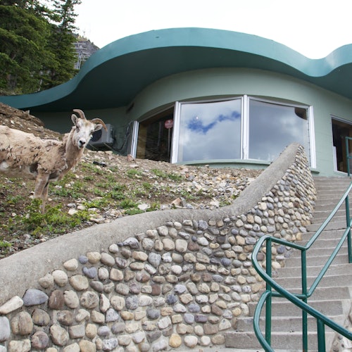 Banff: Telesilla del Monte Norquay