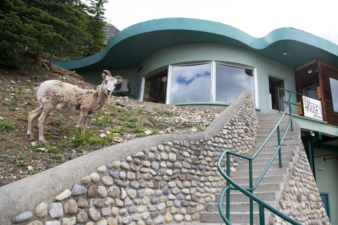Banff: Telesilla del Monte Norquay - Alojamientos en Banff