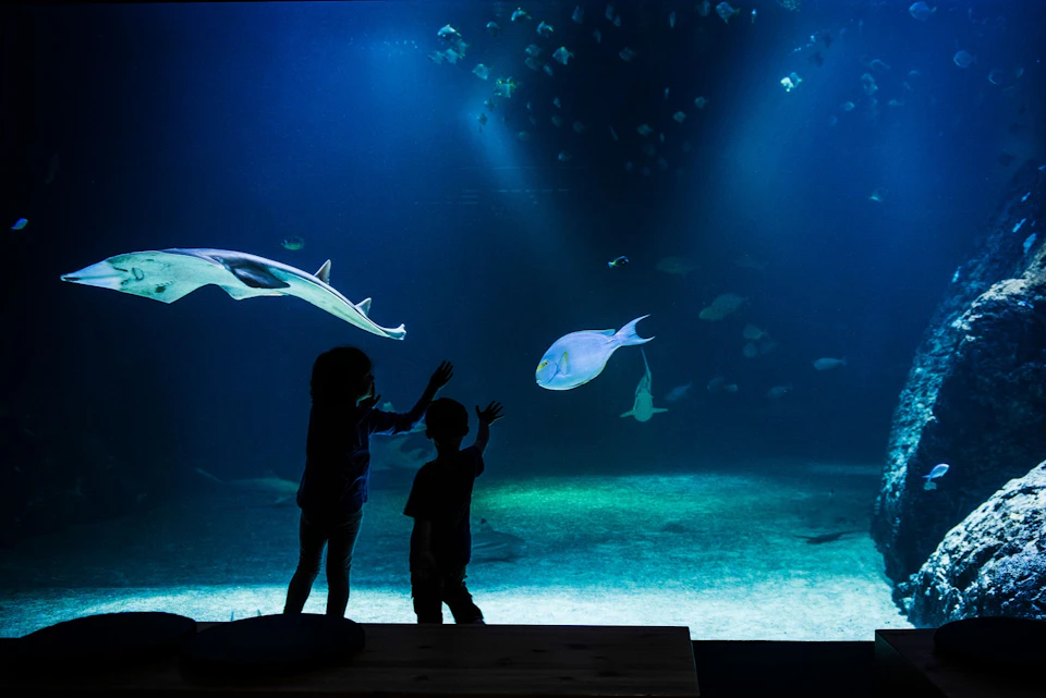 Silhouettes of two children watching a manta ray and fish swim in a large aquarium.