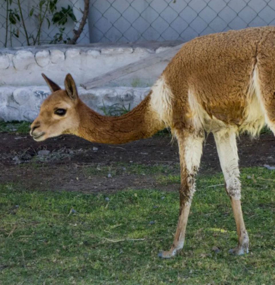A brown and white vicuña stands on grass near a fenced area with rocks in the background.