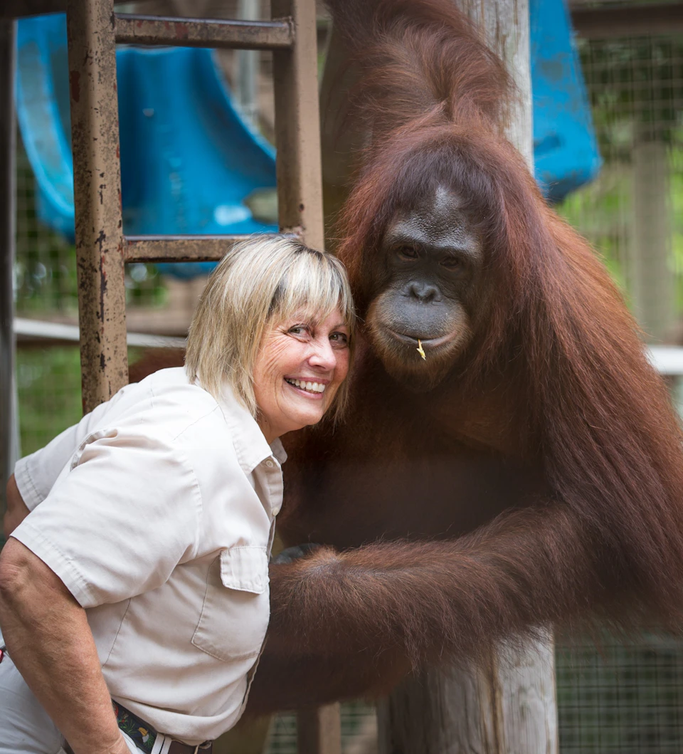 A smiling woman stands close to an orangutan inside an enclosure with blue play structures in the background.