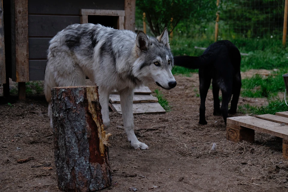 Inside the enclosures with Arctic Wolfdogs