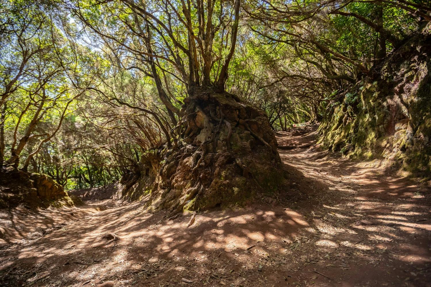 <City 65876> 游玩活动# 3：阿纳加农村公园（Parque Rural de Anaga