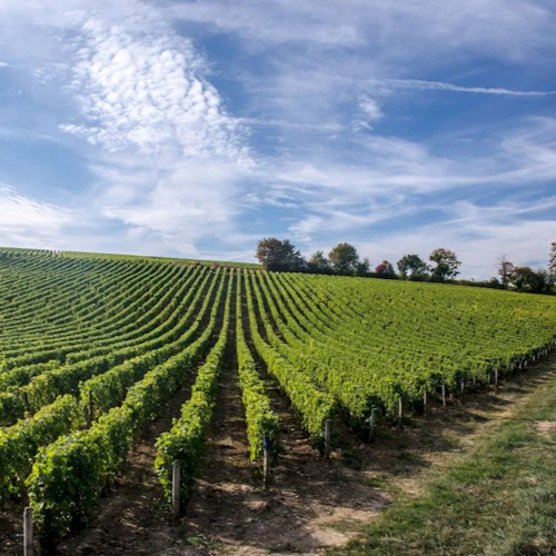 Vale do Loire: Visita guiada às vinhas de Chinon e Bourgueil a partir de Tours + Prova de vinhos - Photo 4