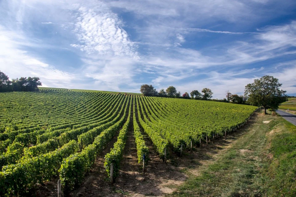Vineyards