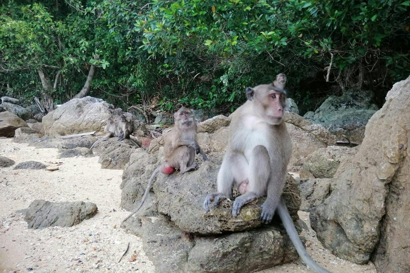 Παρατηρήστε παιχνιδιάρικες μαϊμούδες στο Νησί των Πιθήκων, προσθέτοντας μια διασκεδαστική πινελιά στην περιπέτεια.