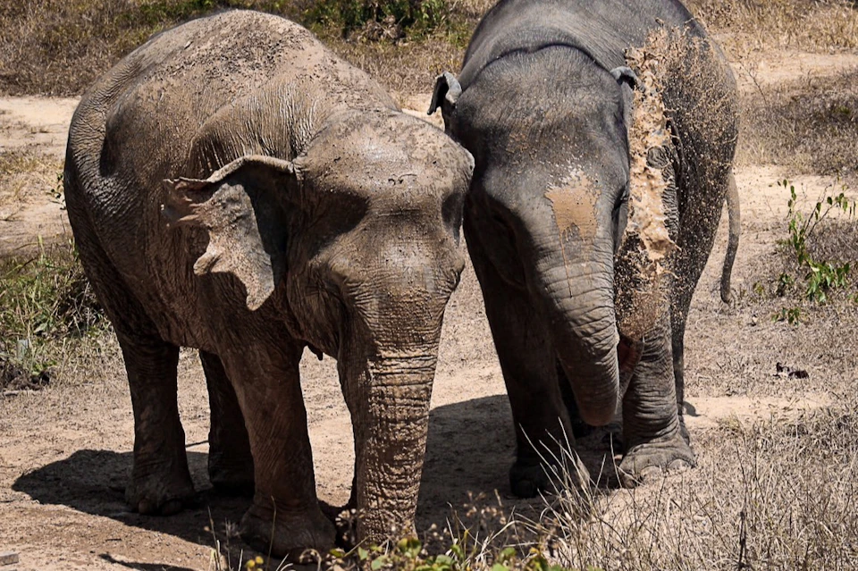Two muddy elephants standing close together, one spraying dirt over its back with its trunk.