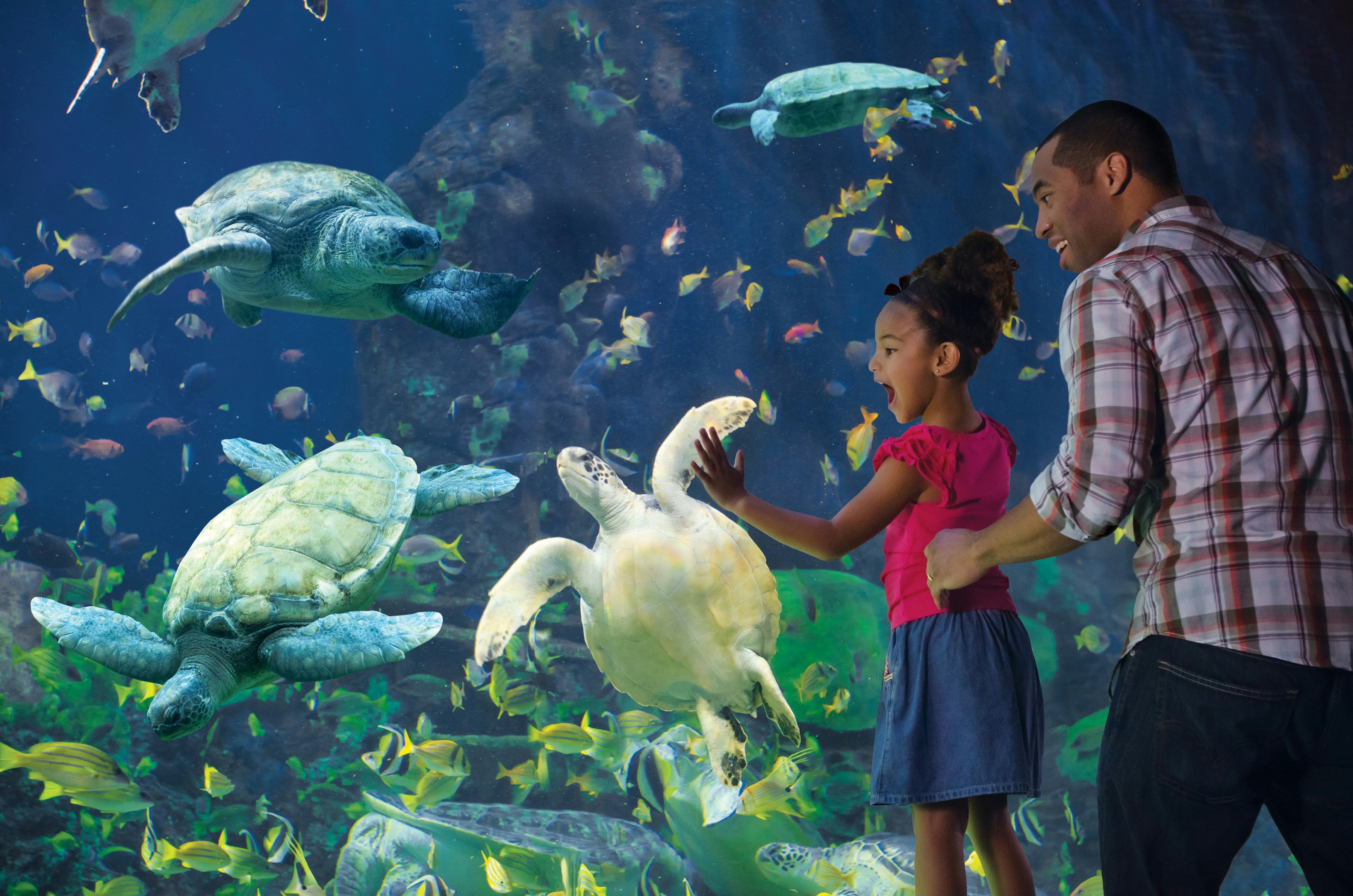 SeaWorld San Diego Theme Park - Aquarium, Zoo & Theme Park in