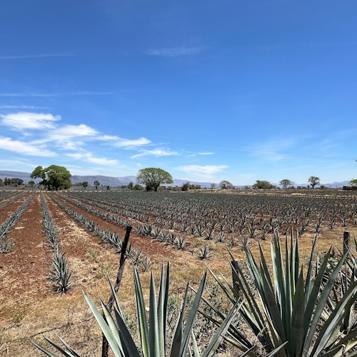 Destilería de tequila José Cuervo: Tour desde Guadalajara