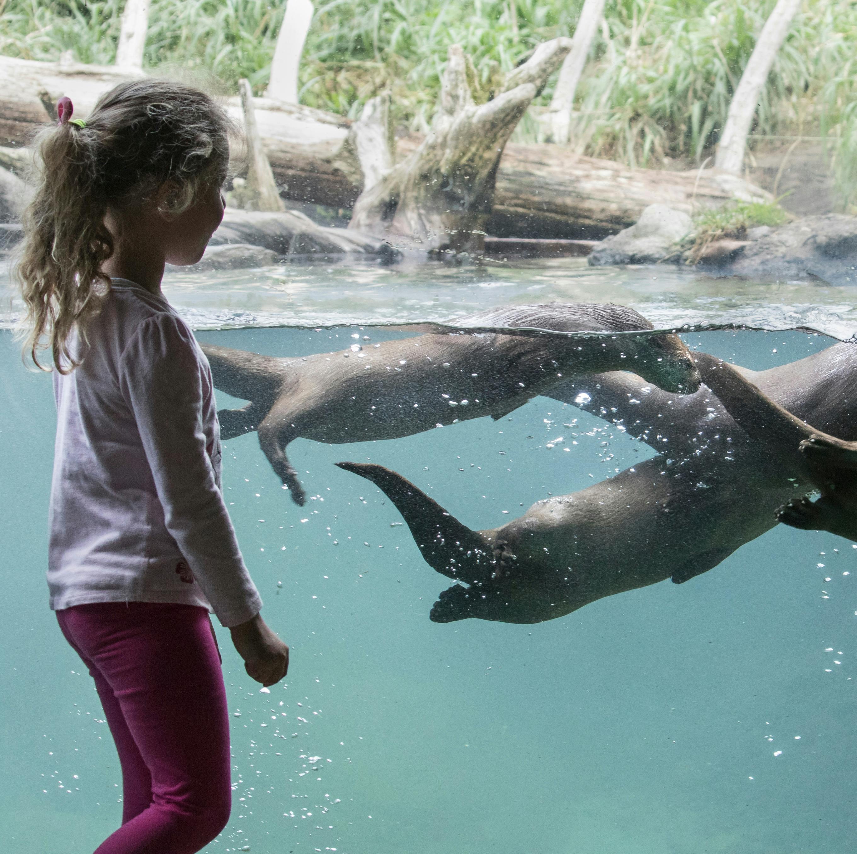 一个年轻女孩看着三只俏皮的水獭在具有自然主义背景的水族馆里游泳。
