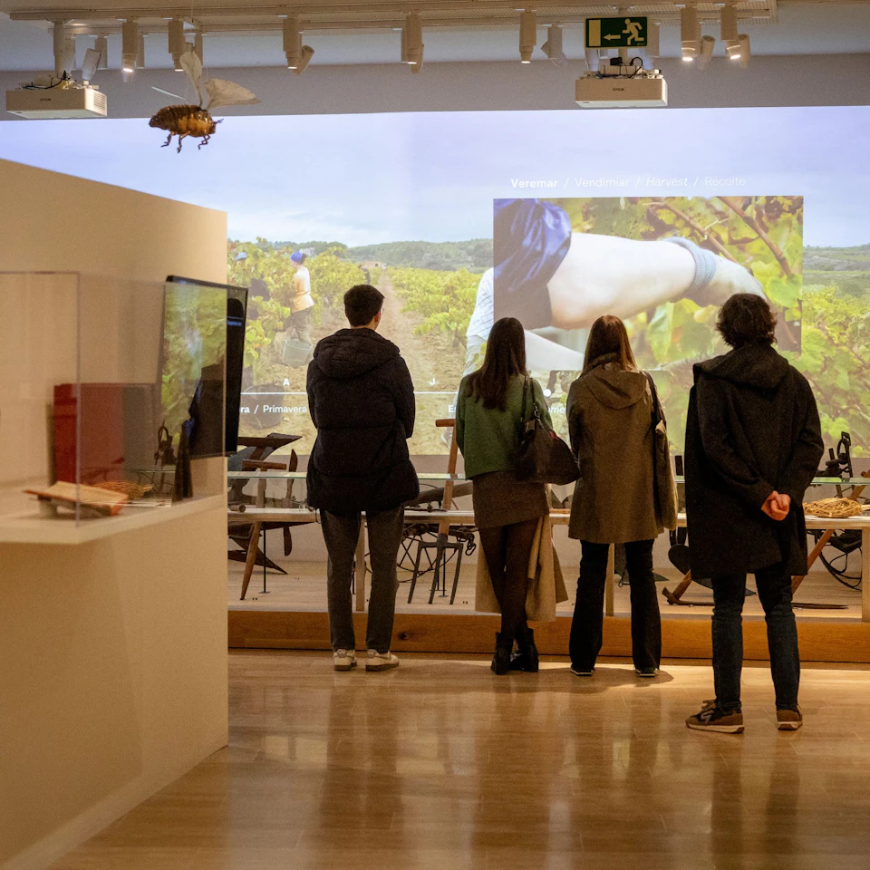 People observing an exhibition with a projection of a vineyard and tools displayed in a museum-like setting.