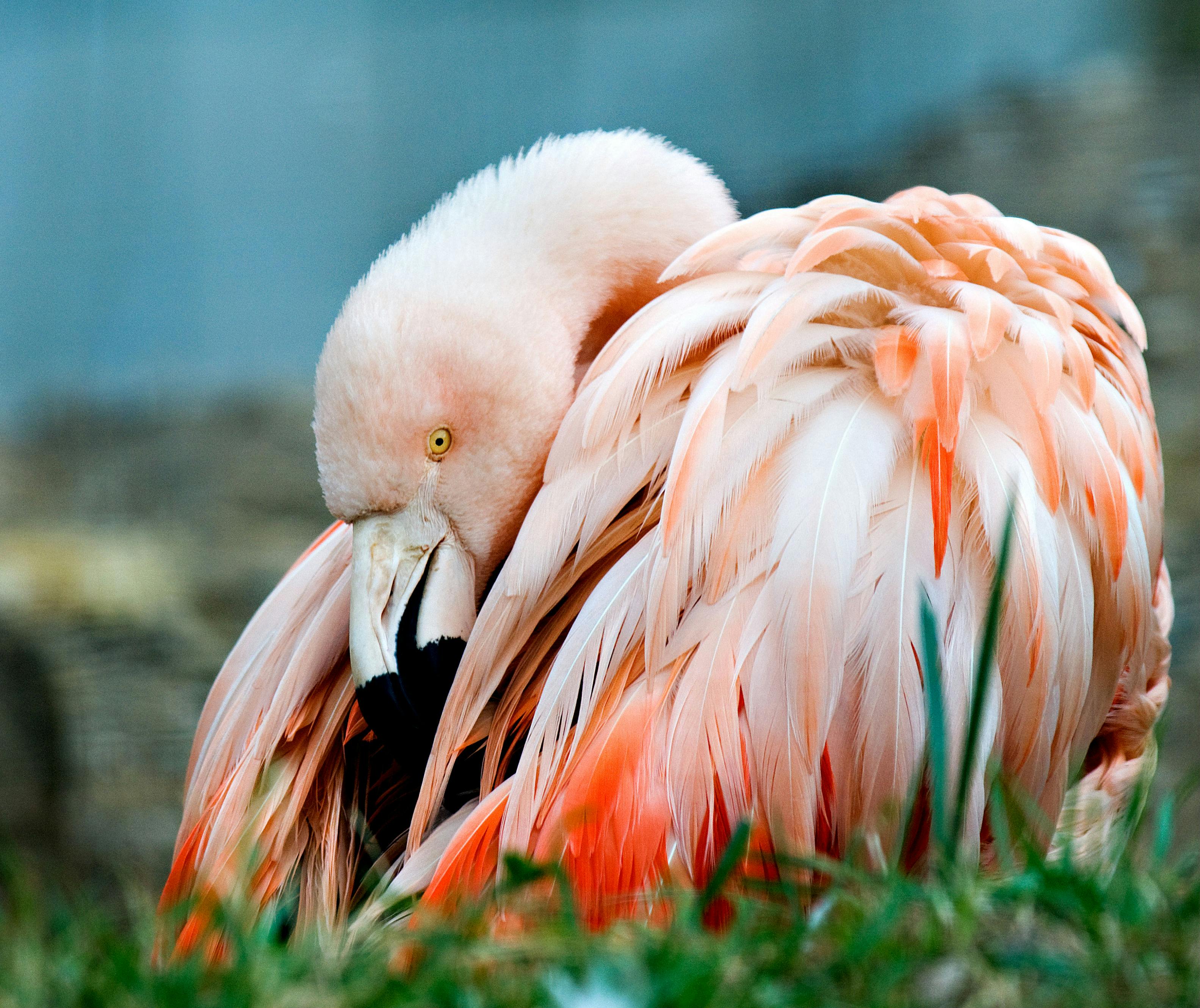 自然野生动物园