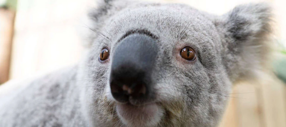 Close-up of a koala's face, showing its black nose, brown eyes, and gray fur.