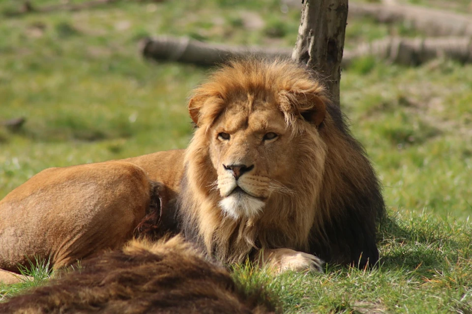 Leo
