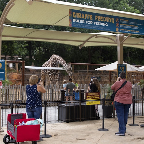 Zoo Atlanta: Entrada