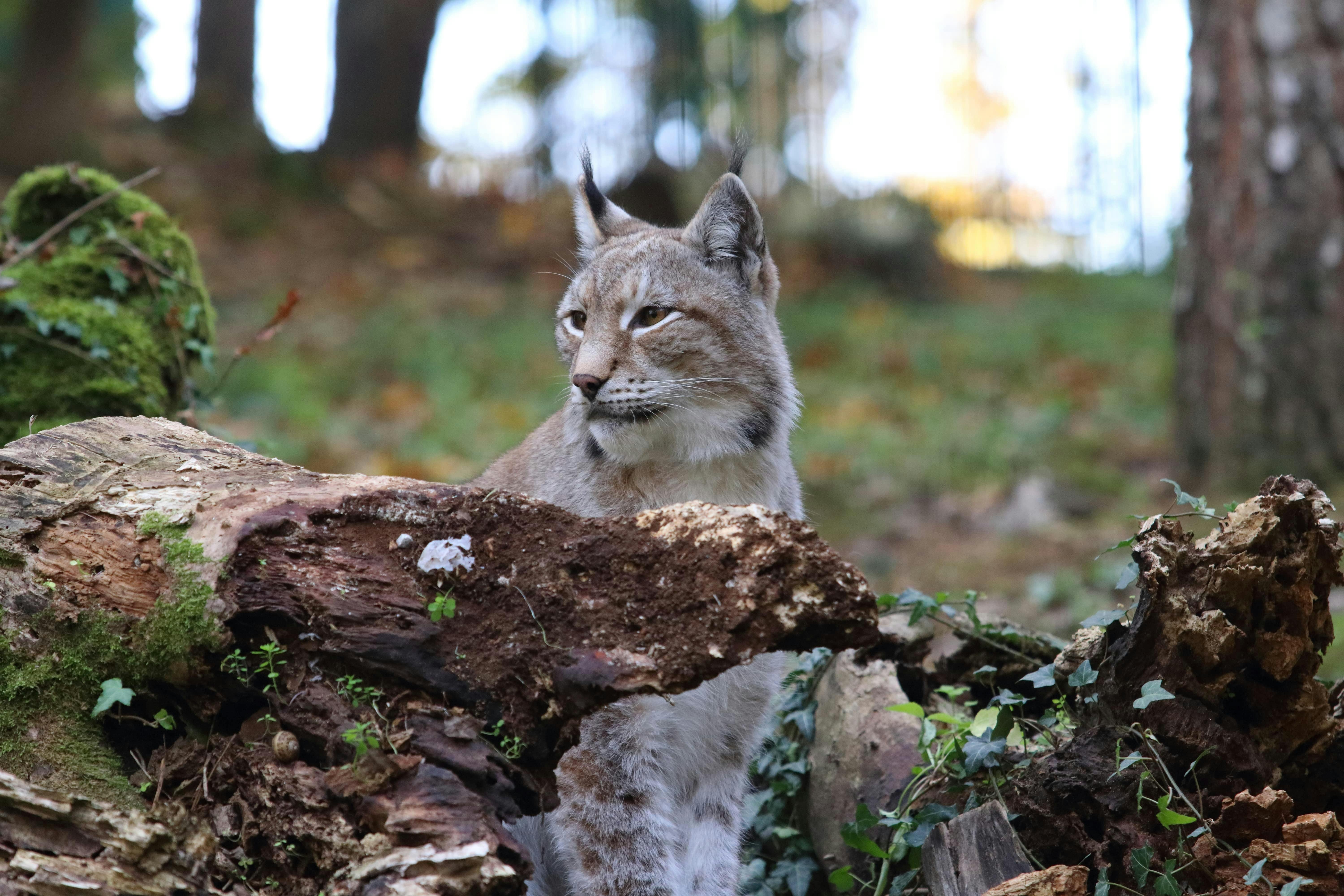 Рысь сидит на дне леса, частично спрятанная за покрытым мхом бревном, с деревьями и листвой на заднем плане.