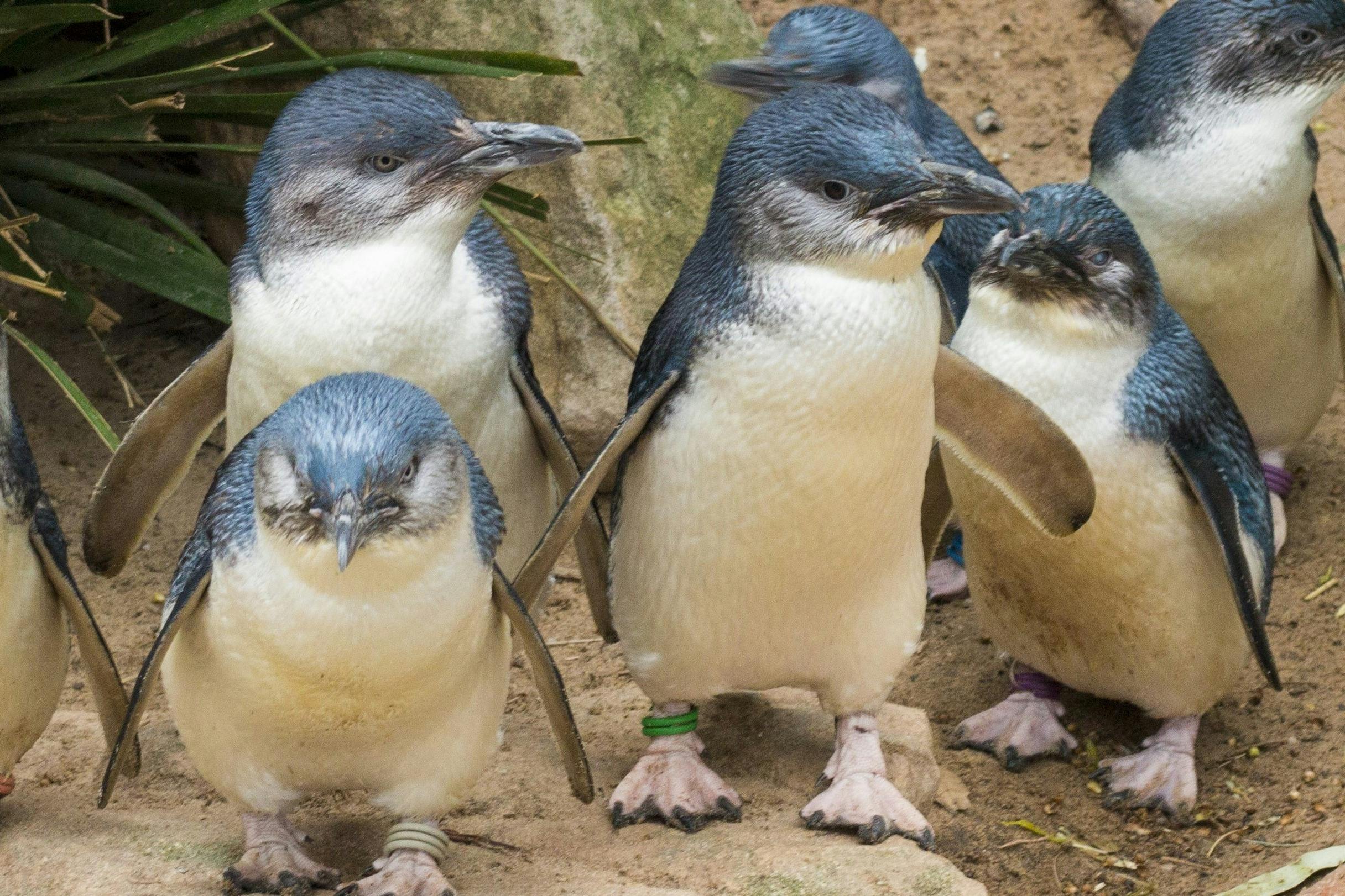 Phillip Island Penguin Parade