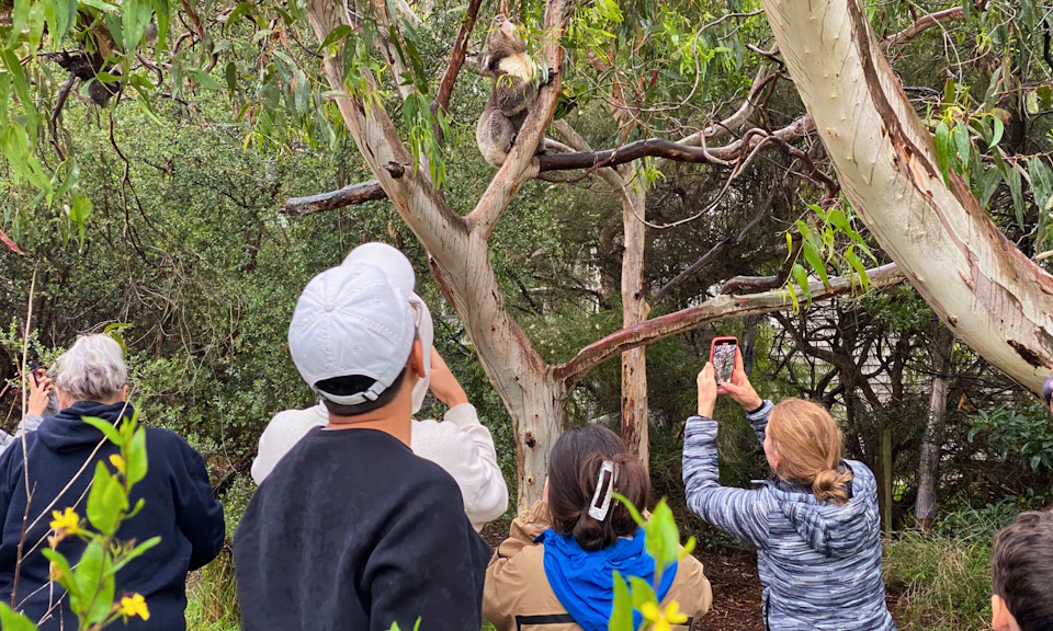 People taking photos of a koala sitting in a tree, surrounded by greenery.