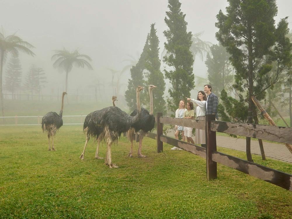 Bali Farm House: Ticket for Brunch with Alpacas + Transfer & Visit to Beratan Temple